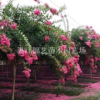 四川成都四川大紅花紫薇，成都大紅花紫薇價格