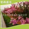 批發(fā)紫薇樹苗 紅花紫薇樹苗 紫薇 綠化苗木 規(guī)格齊全