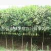 廠家直銷綠化工程苗木行道樹高桿 大葉女貞 小苗大葉女貞