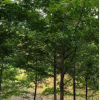 造林的11·12·13CMcm實生楓香樹低價銷售