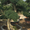 江西造型榆樹樁 榆樹 造型榆樹樁盆景