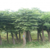 益陽市資陽區(qū)益鮮苗木基地欒樹