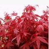 出售花卉苗木 日本紅楓(小苗10元）量大優惠 基地直銷