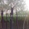 基地提供 綠化柳樹苗 黃金柳樹苗 柳樹苗批發