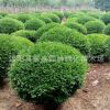 基地供應 黃楊苗 小葉黃楊 道路綠化小苗 工程綠化小苗