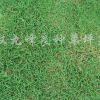 矮生百慕大草坪