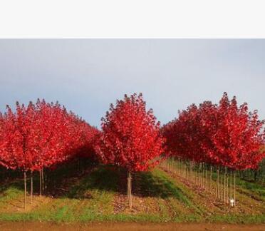 批發(fā)美國(guó)紅楓小苗秋火焰北美紅楓黃金楓改良紅楓秋火焰包郵