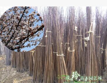 出售紫葉李小苗等紅葉李樹(shù)苗不同規(guī)格等各種花卉苗木