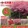 紅楓苗 正宗美國 紅楓樹苗 火焰紅嫁接苗紅楓苗 日本紅楓苗四季紅