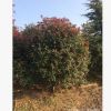 江蘇基地大量出售紅葉石楠苗優(yōu)質(zhì)貨源 規(guī)格齊全 量大優(yōu)惠