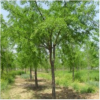 沭陽苗木供應商源頭發貨 批發白果樹 質優價廉