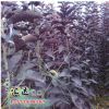 苗圃批發(fā)優(yōu)質紫葉稠李 工程綠化苗木 紫葉稠李小苗 規(guī)格齊全