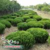 基地供應綠化苗龍柏球 優(yōu)質龍柏球 龍柏球四季常青植物庭院植物