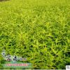 基地批發(fā)優(yōu)質(zhì)金葉蕕小苗 工程綠化苗金葉蕕 規(guī)格齊全 量大從優(yōu)