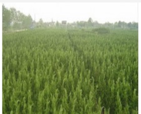 大葉女貞價格報價行情---南京大葉女貞價格行情