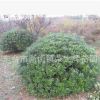 海桐球七里香 各種規格海桐工程苗 四季長青海桐 海桐苗 海桐小苗