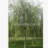 垂柳 柳樹 柳樹苗 垂柳樹 產地直銷 量大從優