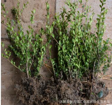 特價龜甲冬青工程苗 各規格龜甲冬青球 直銷各種綠化工程苗