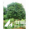 湖南精品桂花樹，湖南丹桂，八月桂，四季桂花球，金桂，桂花小苗