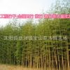 產地直銷工程用的 金鑲玉竹苗 大苗 碧玉間黃金竹子苗 黃竹苗