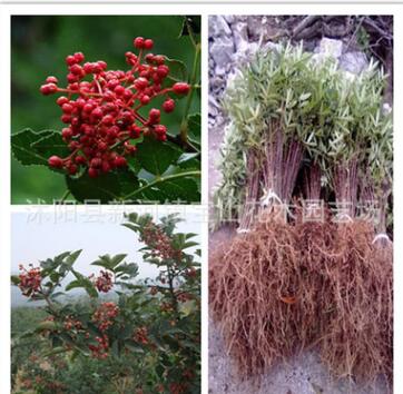 供應優質大紅袍花椒苗 花椒樹苗批發 產地直銷 品種純正 現挖現賣