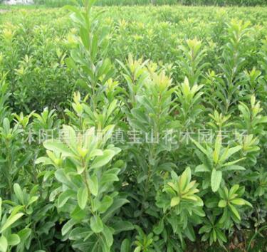 正宗東魁楊梅苗直銷 楊梅樹苗 果樹苗 盆栽楊梅樹 優質嫁接楊梅苗