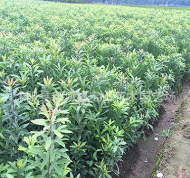 正宗東魁楊梅苗直銷 楊梅樹苗 果樹苗 盆栽楊梅樹 優質嫁接楊梅苗