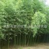 產地直銷青竹 青竹子 青竹苗 青皮竹子 公園庭院綠化竹子四季常青