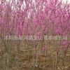 苗圃直銷 紫荊苗 紫荊小苗 叢生紫荊樹苗 獨桿紫荊 紫荊花 滿條紅