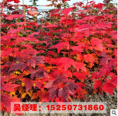 美國(guó)紅楓樹苗 園林綠化 批發(fā)彩色苗木 規(guī)格齊全 嫁接美國(guó)紅楓樹苗