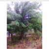 供應(yīng)白玉蘭、紅玉蘭、廣玉蘭、紫玉蘭、二喬玉蘭
