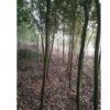 江西香樟價格米經2-3-4-5公分價格，九江香樟基地