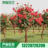 長期銷售 樹形月季花苗 大花月季苗 盆栽花卉 月季花