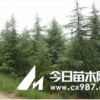 雪松價(jià)格，雪松小苗價(jià)格