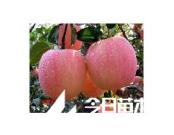 紅富士蘋果苗，蘋果苗批發