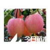 紅富士蘋果苗，蘋果苗批發