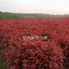 紅葉石楠