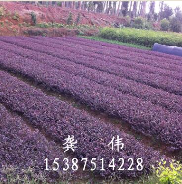 供應(yīng)綠化灌木紅花繼木大圓葉 黑珍珠高24CM冠20公分樹(shù)好價(jià)優(yōu)