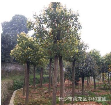 供應(yīng)綠化喬木移栽骨架香樟全冠香樟切桿香樟規(guī)格齊全樹(shù)形美觀