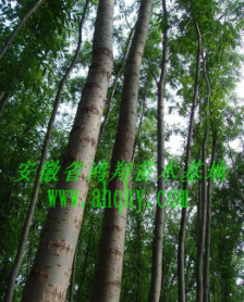 安徽安慶美國竹柳