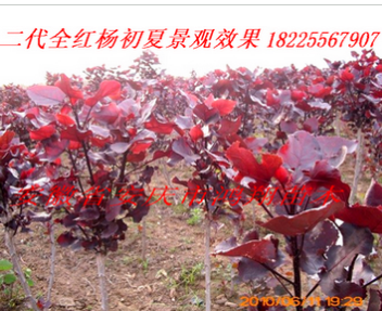 安徽安慶全紅楊