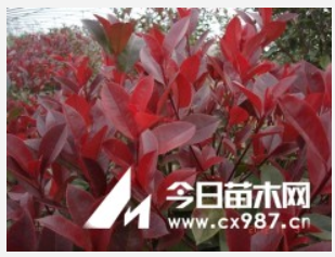 日照紅葉石楠 日照高桿紅葉石楠樹