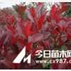 日照紅葉石楠 日照高桿紅葉石楠樹