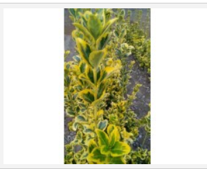 稀有新品種 金鑲玉黃楊（我們不叫金冠黃楊）