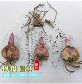 室內(nèi)桌面綠植盆栽種球花卉