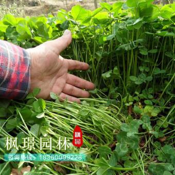 批發(fā) 白三葉種子 白花三葉草 草坪種子 脫殼凈籽