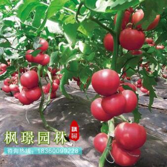 蔬菜種子優(yōu)質(zhì)西紅柿種子番茄種子洋柿子種子番柿六月柿陽臺種植