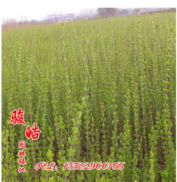 批發(fā)小葉女貞樹苗 小葉女貞小苗 占地苗綠化苗木 規(guī)格齊全