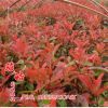 基地紅葉石楠苗批發(fā) 石楠小苗 綠化苗木批發(fā) 紅葉石楠 量大優(yōu)惠
