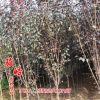基地直銷優(yōu)質(zhì)綠化苗木紫葉李 紫葉李樹苗 紅葉李小苗批發(fā)貨源充足